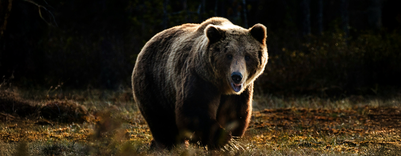 The sacred bear spirit in Finnish paganism